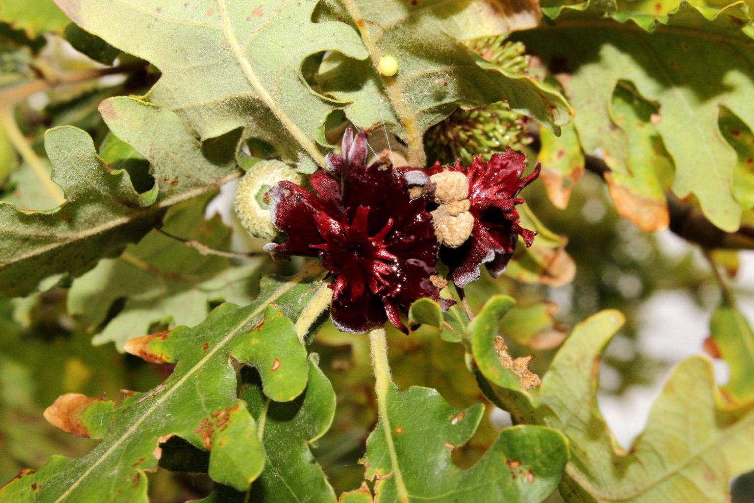 Galle su quercia di 5 specie di Andricus sp. (Cynipidae)